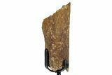 Fossil Hadrosaur Rib Section w/ Metal Stand - South Dakota #339063-1